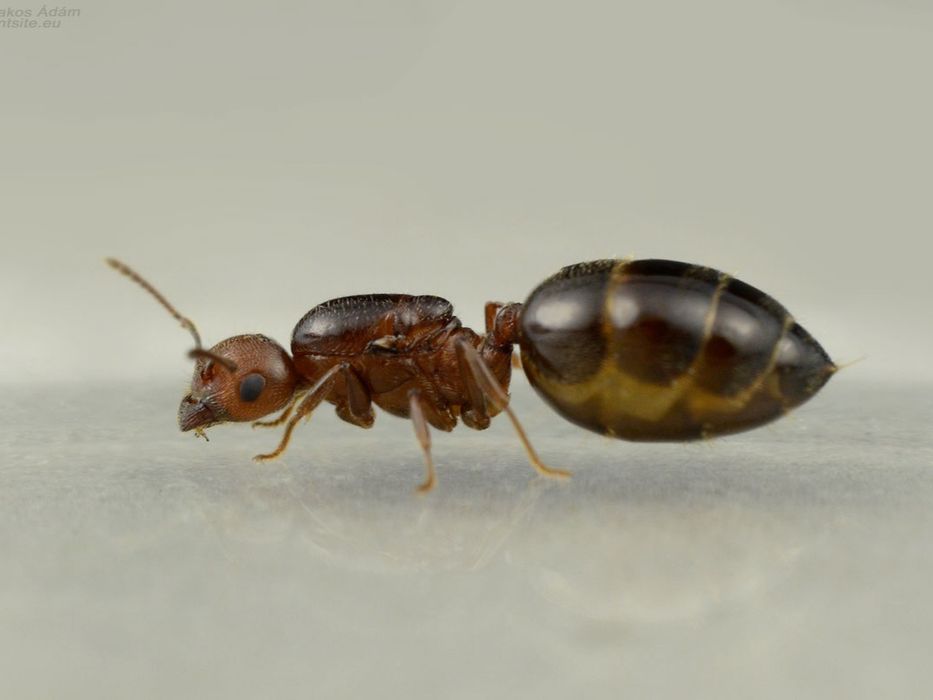 Экзотические муравьи для муравьиных ферм // Messor, Crematogaster.