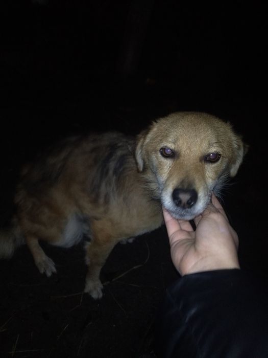 Віддаються собаки!!!