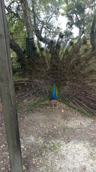 Vendo Pavão azul adulto