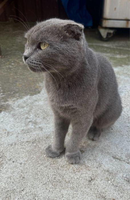 Російська голуба, русская голубая