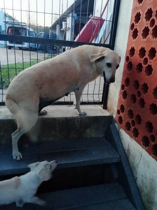 Cachorrinhos para adoção com dois meses