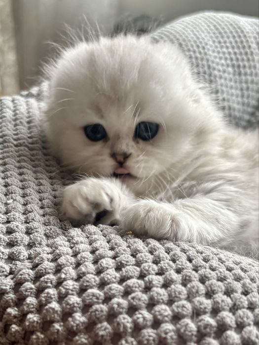 Kot szkocki na kolanka lub do hodowli