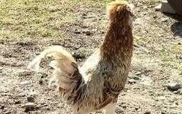 Młode kogutki czubatki wielbłądziej