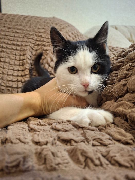 Котик, кошеня, котенок Первомайск