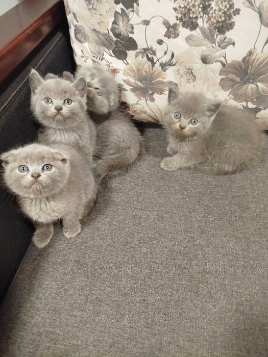 Шотландські котята