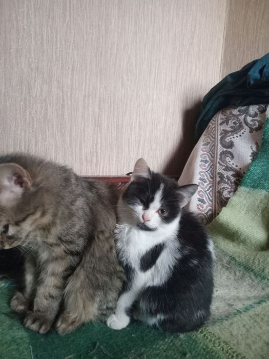 Кошеня Сіма 4 міс+безкоштовна стерилізація