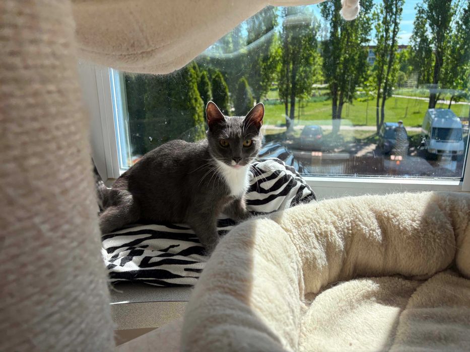 Piękna kotka do adopcji