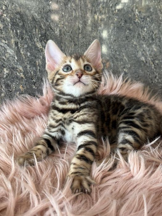 Бенгальскі кошенята з родоводом