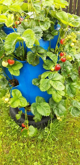 Plastikowa beczka 120 l z 16 otworami na sadzonki.