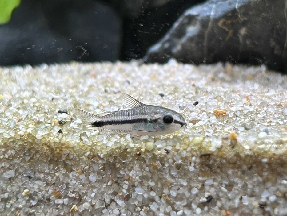 Corydora pigmeia- pigmy cory