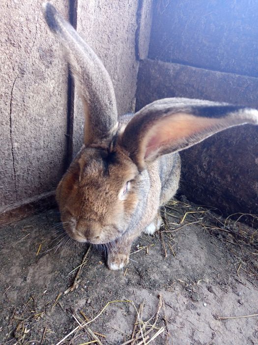 Продам ,самця бельгійський велетень