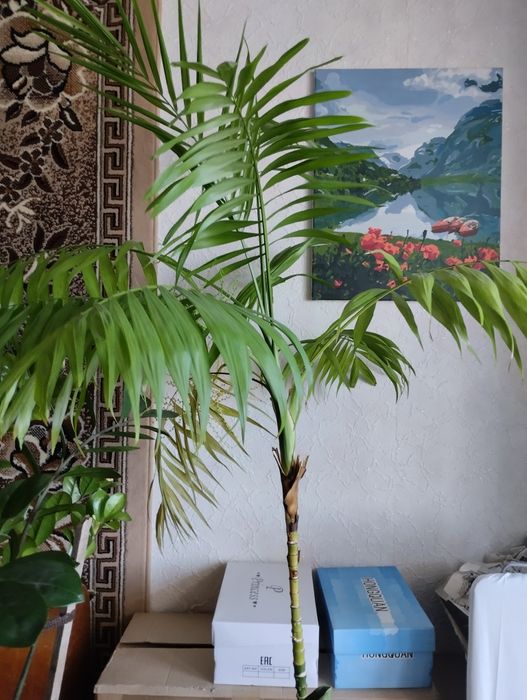 Продам квіти недорого