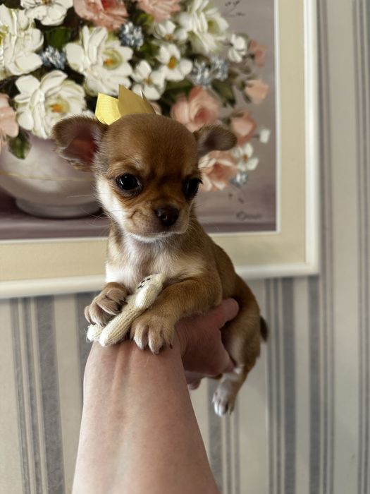Супер міні чіхуахуа дівчатка в ізабелловому окрасі