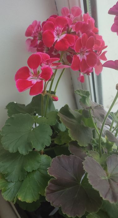 Пеларгонія зональна, королівська герань