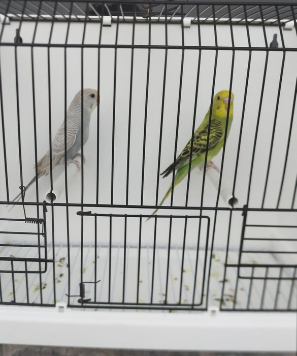 Casal Periquitos Australianos