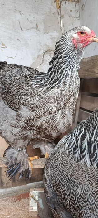 Инкубационные яйцо Брама