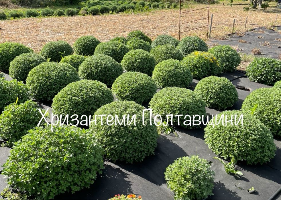 Хризантема мультифлора хризантеми шаровидні