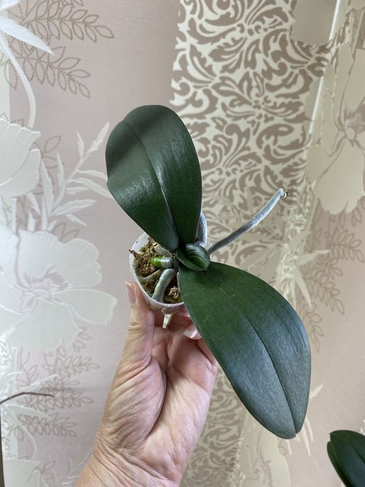 Орхідеї підлітки