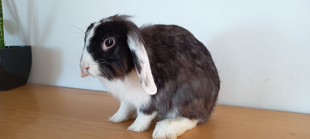 Vendo coelhos mini loop orelhudo.