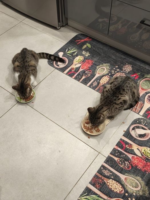 Koteczka i bury kocurek szukają domku na Śląsku