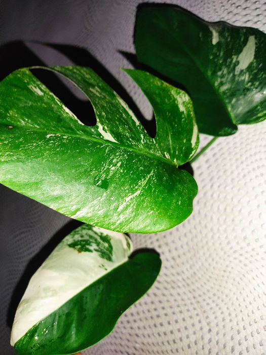 Калатея , монстера альба, строманта, аглонема