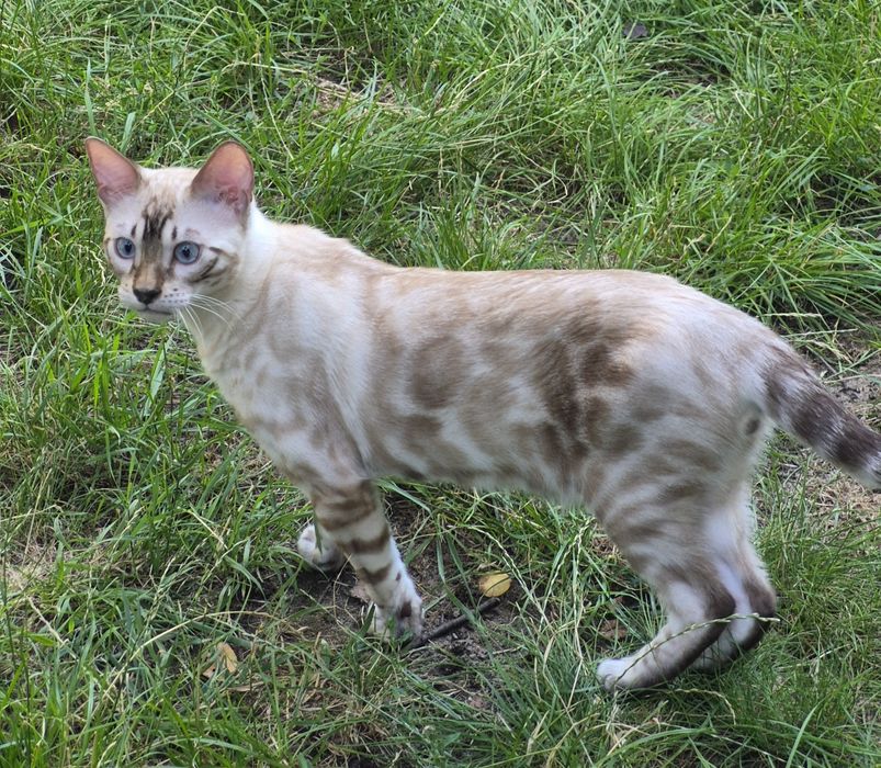 Bengalski chłopczyk śnieżny.