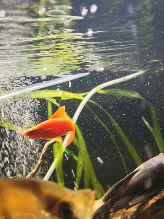 Mieczyk Delta ,samiec mieczyka Delta