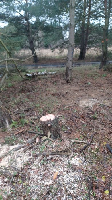 wycinka drzew usługi rębakiem usuwanie korzeni gałęzi frezowanie pni