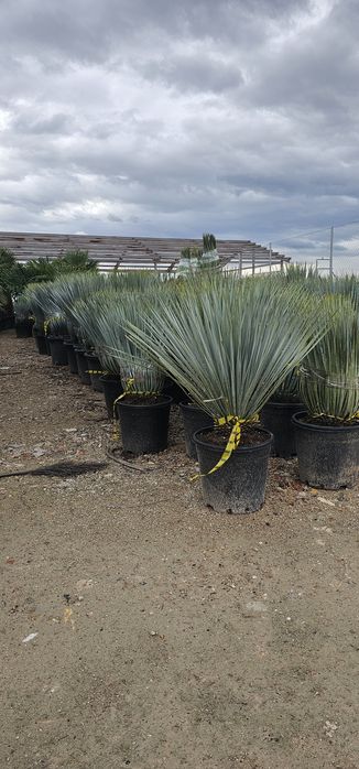 Yucca Rostrata juka roślina egzotyczna Palma mrozoodporna Trachycarpus