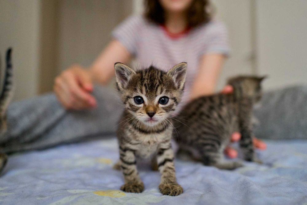 Кошеня шукає сім'ю!