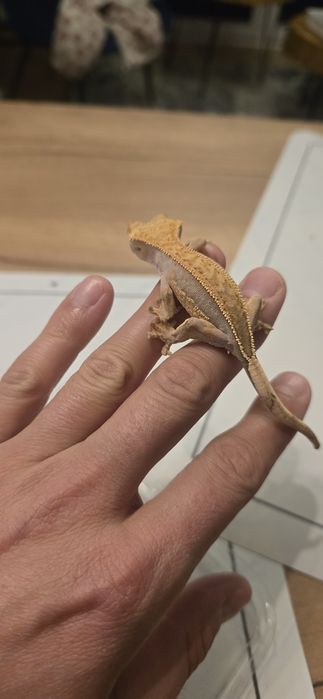 Młode gekony orzęsione piękne odmiany