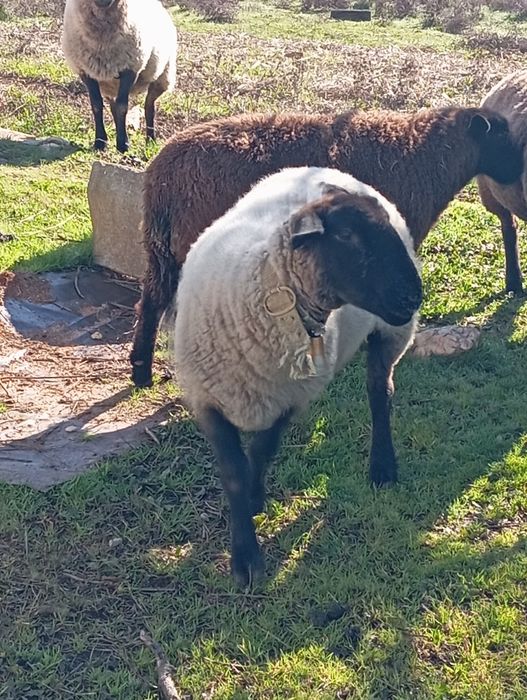 Três ovelhas para venda