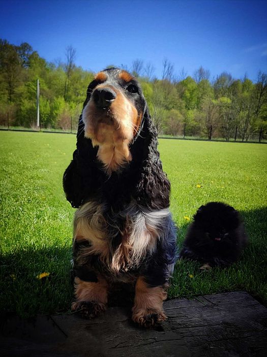 Cocker Spaniel Angielski