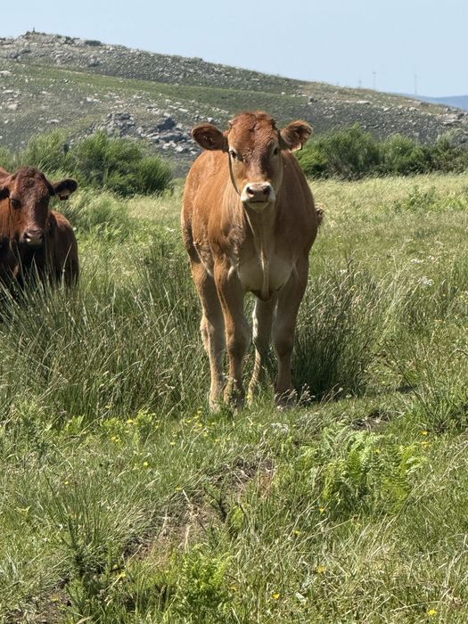 Novilhas entre os 10 e dezasseis meses para venda