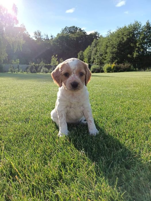 Spaniel Bretoński- szczenię
