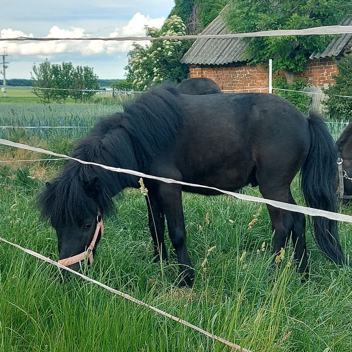 Sprzedam mini  kucyka ogierka