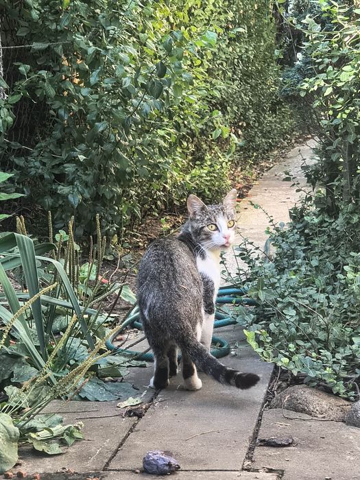 Kocur kot do adopcji