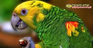 Papagaios diversas espécies