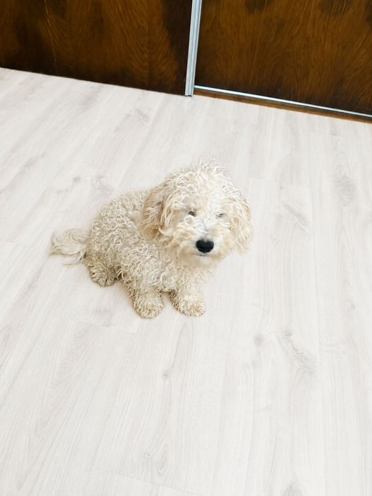 Caniche beje machinho