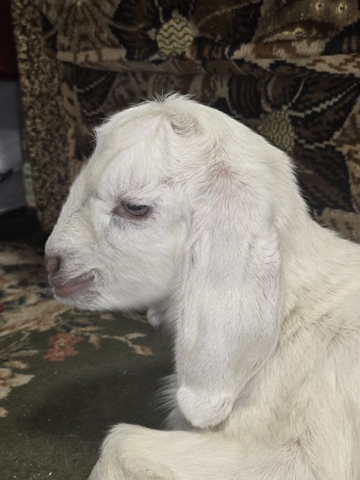 Козлик  %англо-нубійський