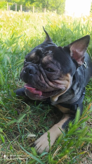 Француз ищет француженку