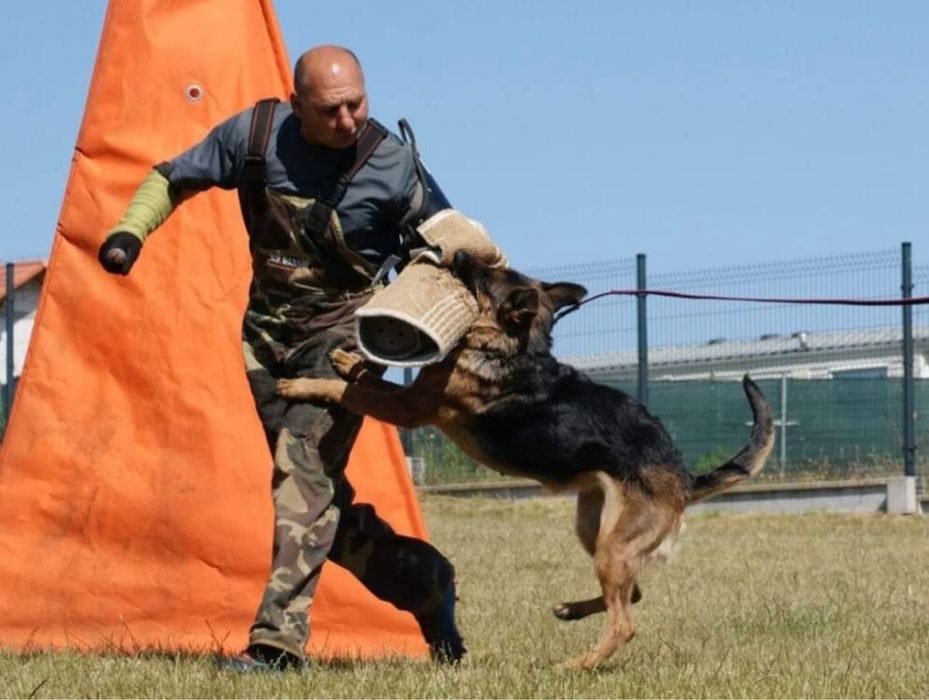 Owczarek niemiecki FCI