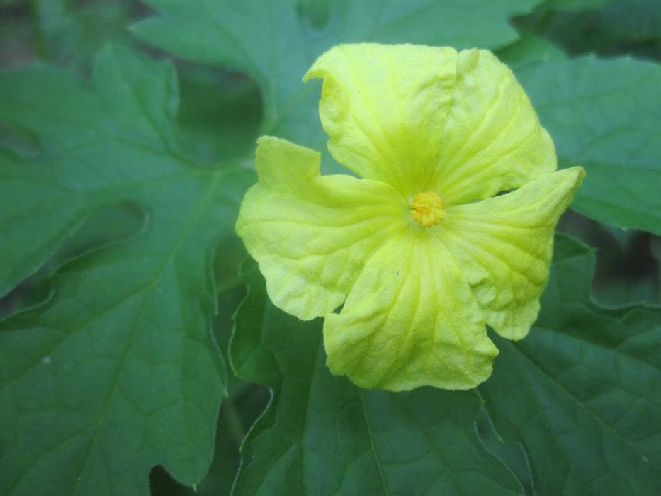 Момордика семена лиан