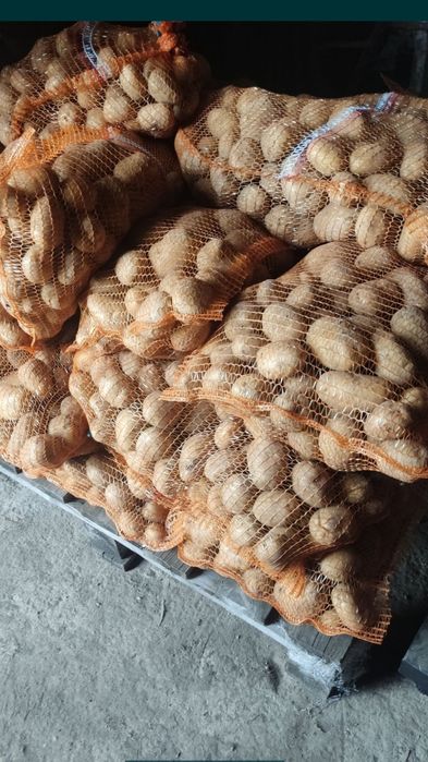 Ziemniaki Jadalne Vineta