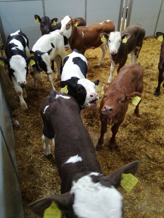 Byczki i jałówki polskie LIDZBARK Warmiński