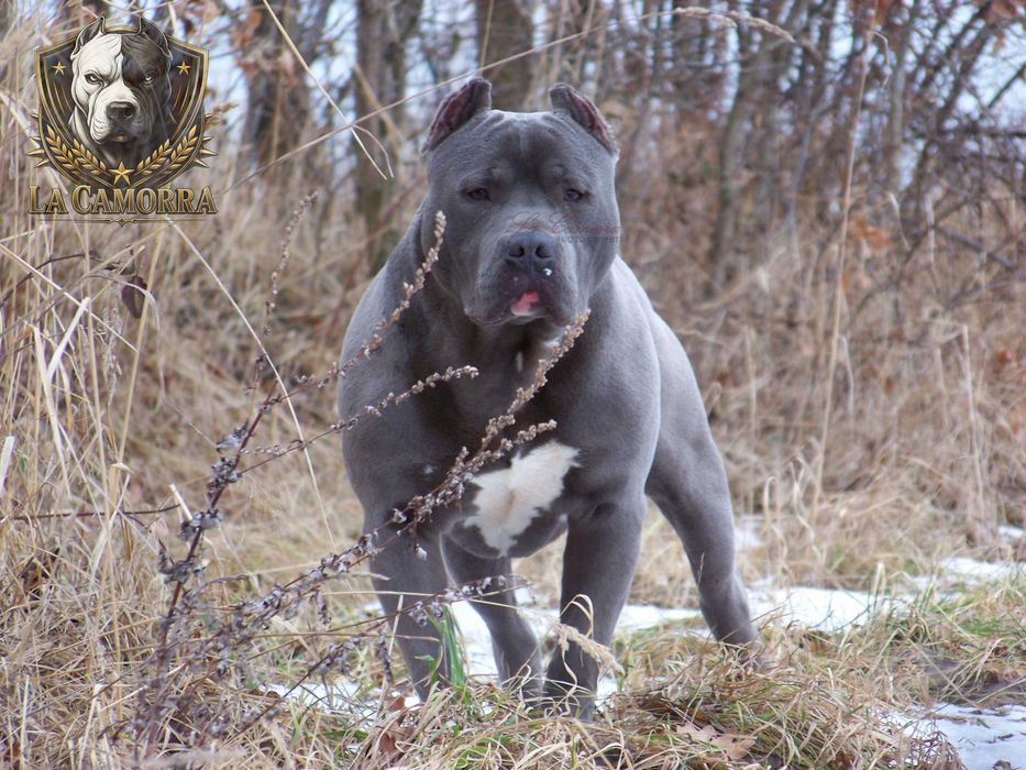 Amstaff Blue - mocny samiec
