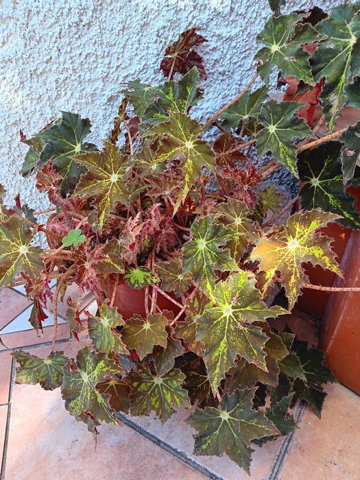 Planta verdadeira em vaso 20 cm