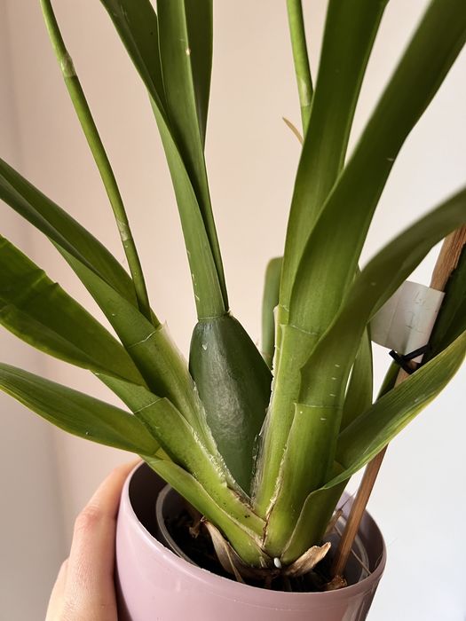 Орхідея камбрія Odontioda mix, з новим ростом