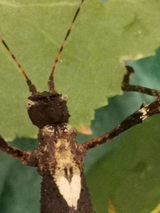 Палочники неожиданный