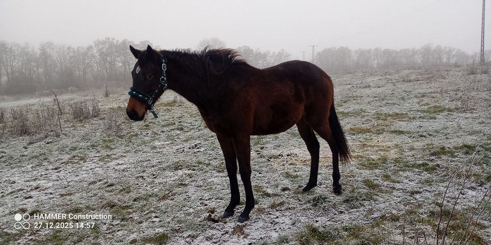 Klacz pełnej krwi angielskiej